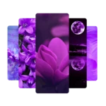 purple wallpaper android application logo